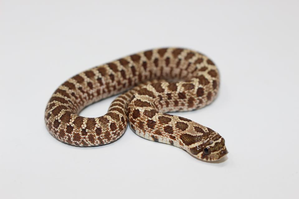 Normal Western Hognose by Imperial Reptiles & Exotics, LLC