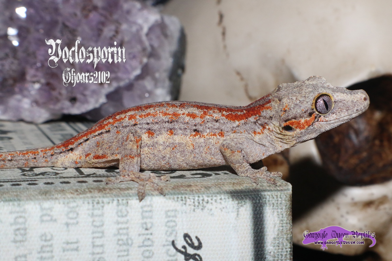 "Voclosporin" Red Stripe Gargoyle Gecko by Gargoyle Queen Reptiles