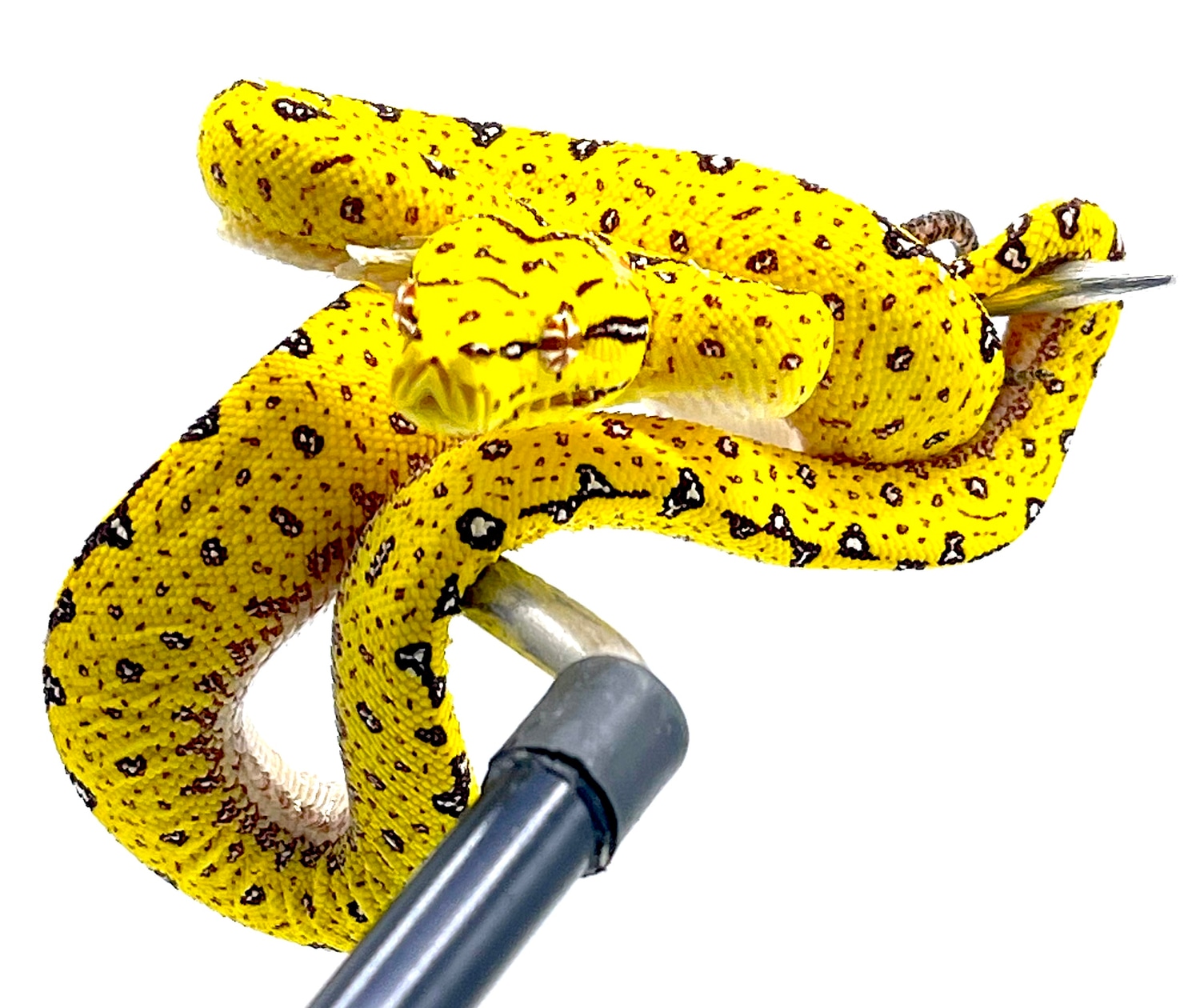 Biak Neonate Green Tree Python by Reptile Pets Direct