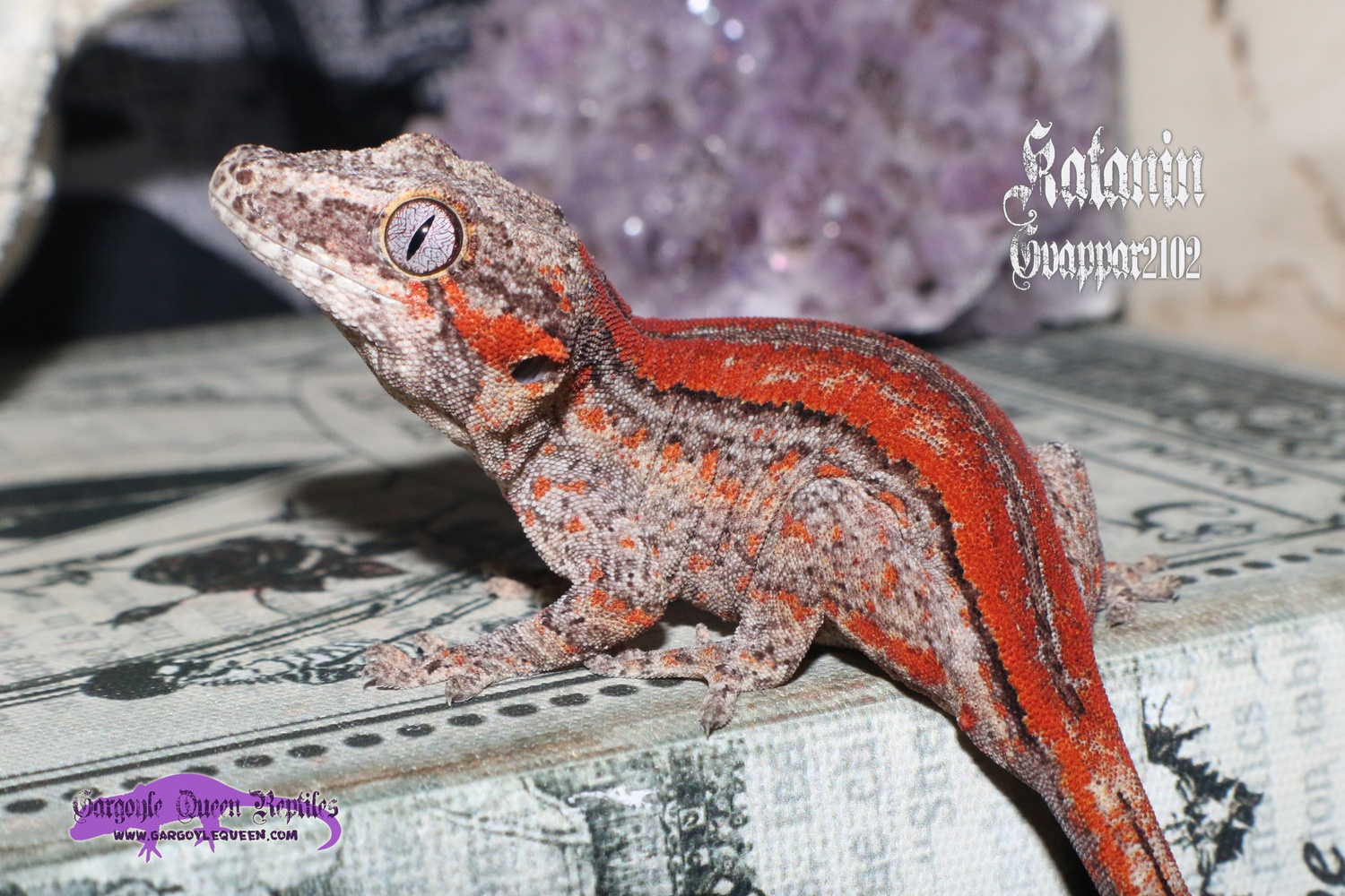 "Katanin" Red Stripe Gargoyle Gecko by Gargoyle Queen Reptiles