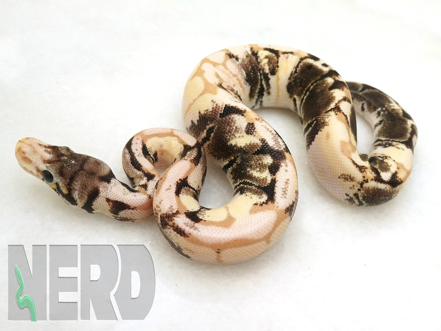 Paradox Axanthic Coral Glow Spider Possible Het Genetic Stripe Ball Python by New England Reptile Distributors