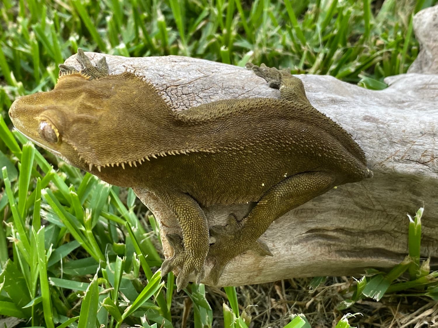 green crested gecko