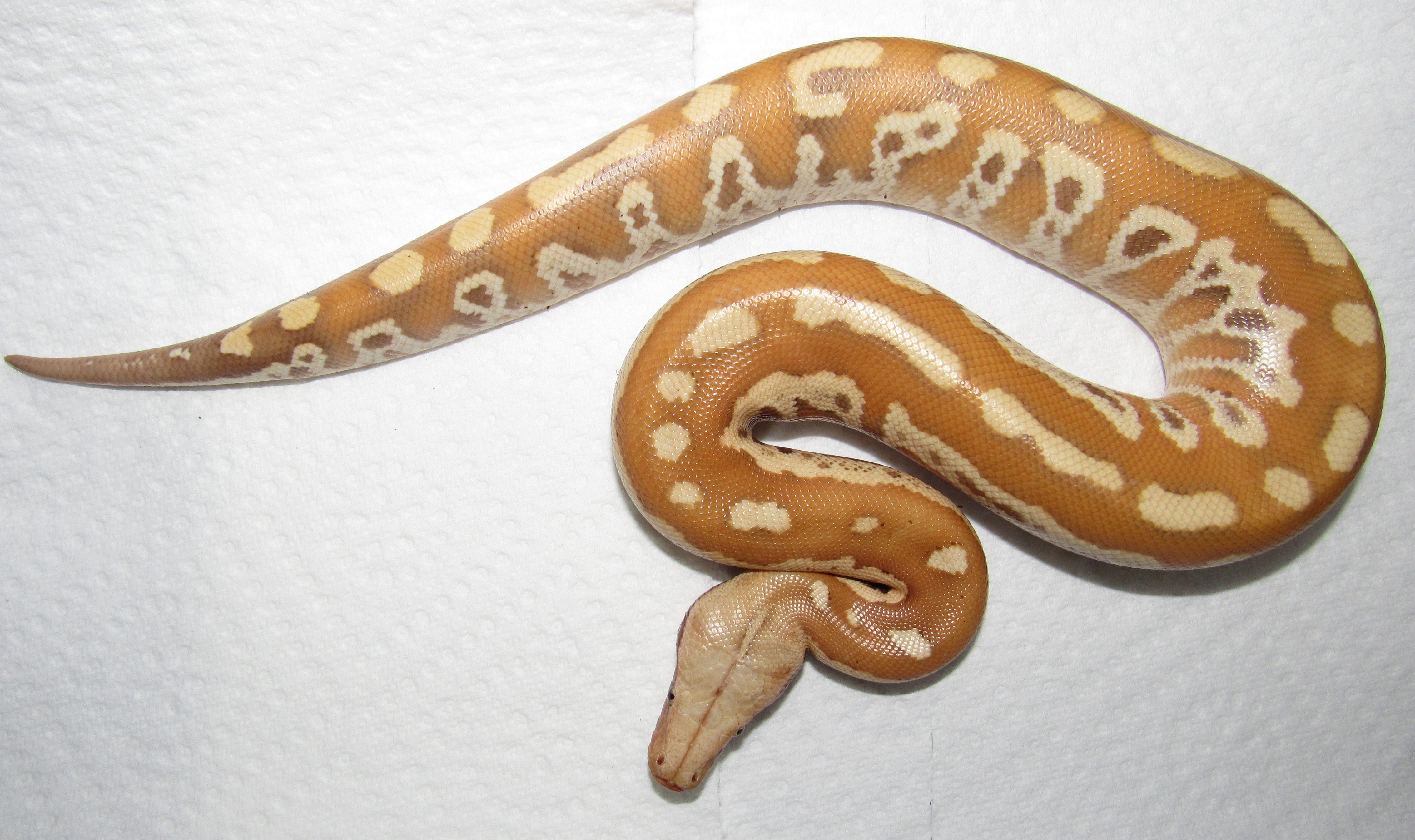 T+ Albino Blood Python by Wallflower Herpetoculture