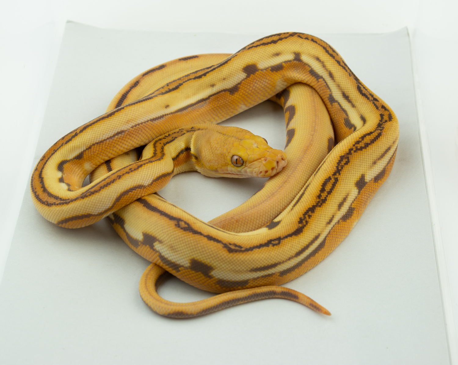 Mochino Sunfire Genetic Stripe 66% Poss Het Anthrax Reticulated Python by Warren Reptiles
