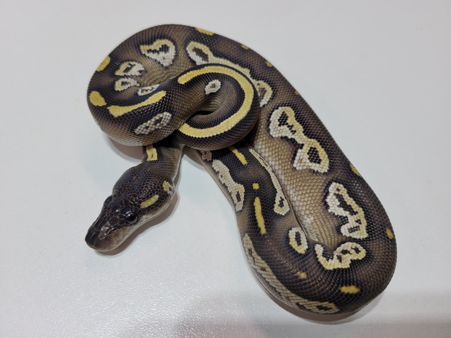 Black Head Mojave Ringer Gene Poss Het Daddy Ball Python by Rare Genetics Reptiles