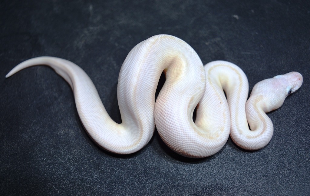Super Russo-White Diamond Ball Python by Edens Gate Quality Serpents