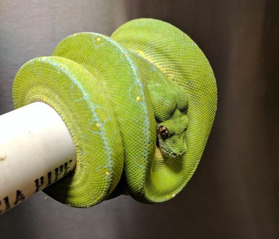Jayapura Green Tree Python by SNG Reptiles