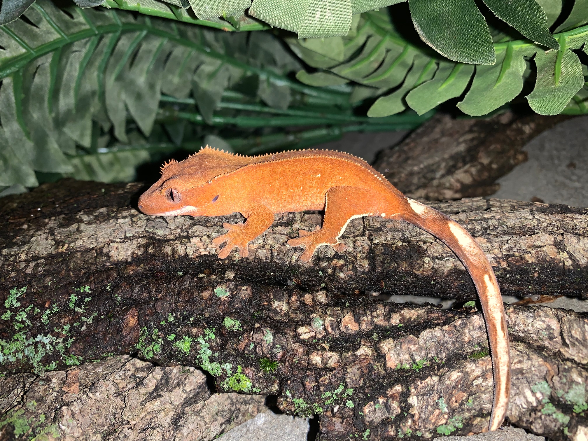 Red Crested Gecko by Taylor exotics
