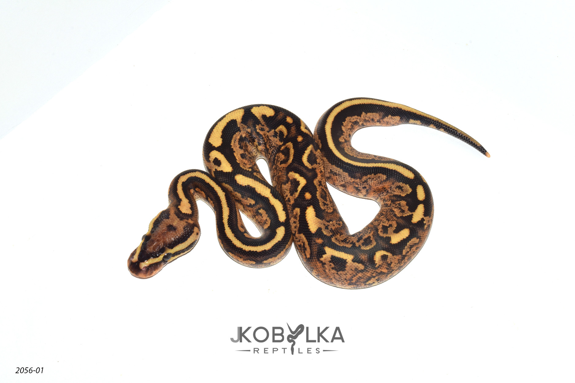 Fire Yellow Belly Super Pixel by J.Kobylka Reptiles