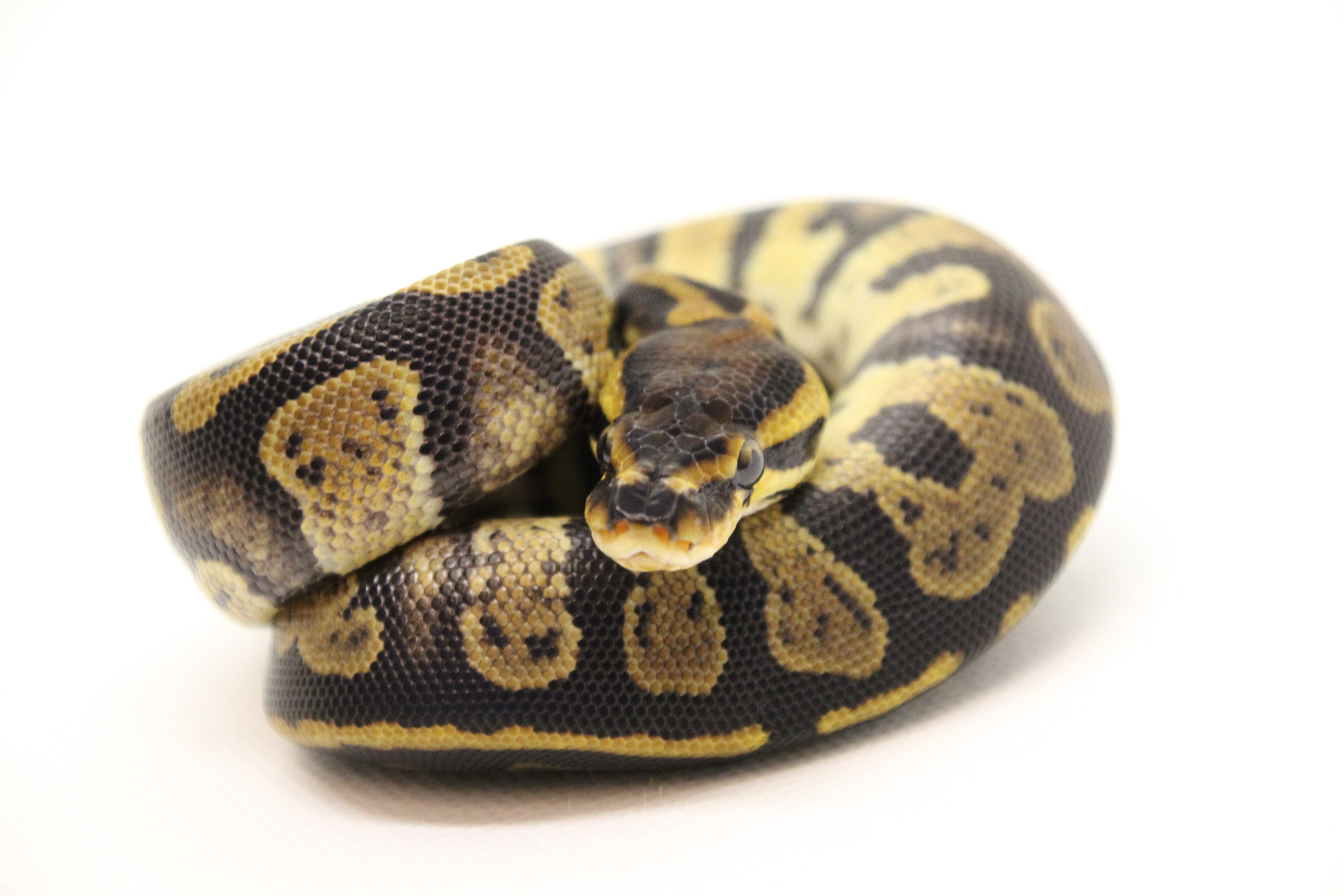 Orbit Ball Python by PR-Snakes