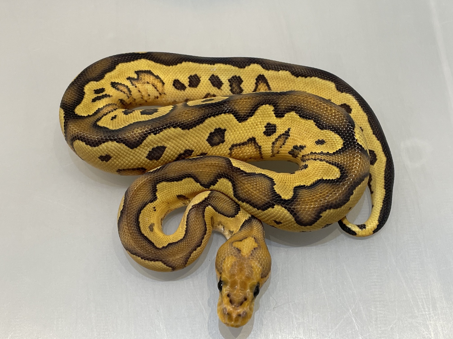 Fire Wookie Clown Ball Python by Brock Wagner Reptiles