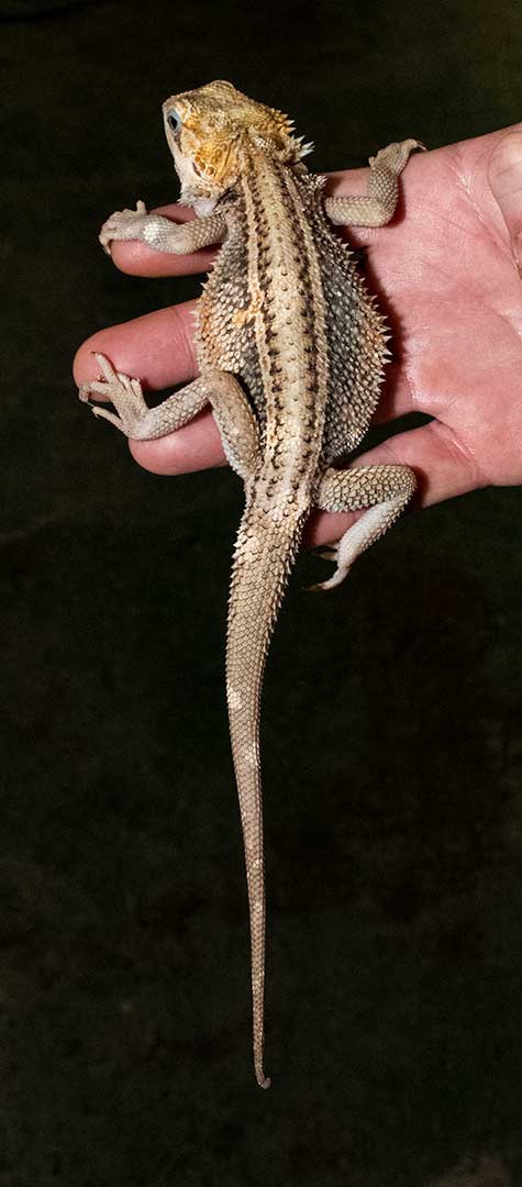 Pied Paradox Genetic Animal Specialties Straight Stripped (GASSS) Female Bearded Dragon Central Bearded Dragon by Animal Specialties Inc.