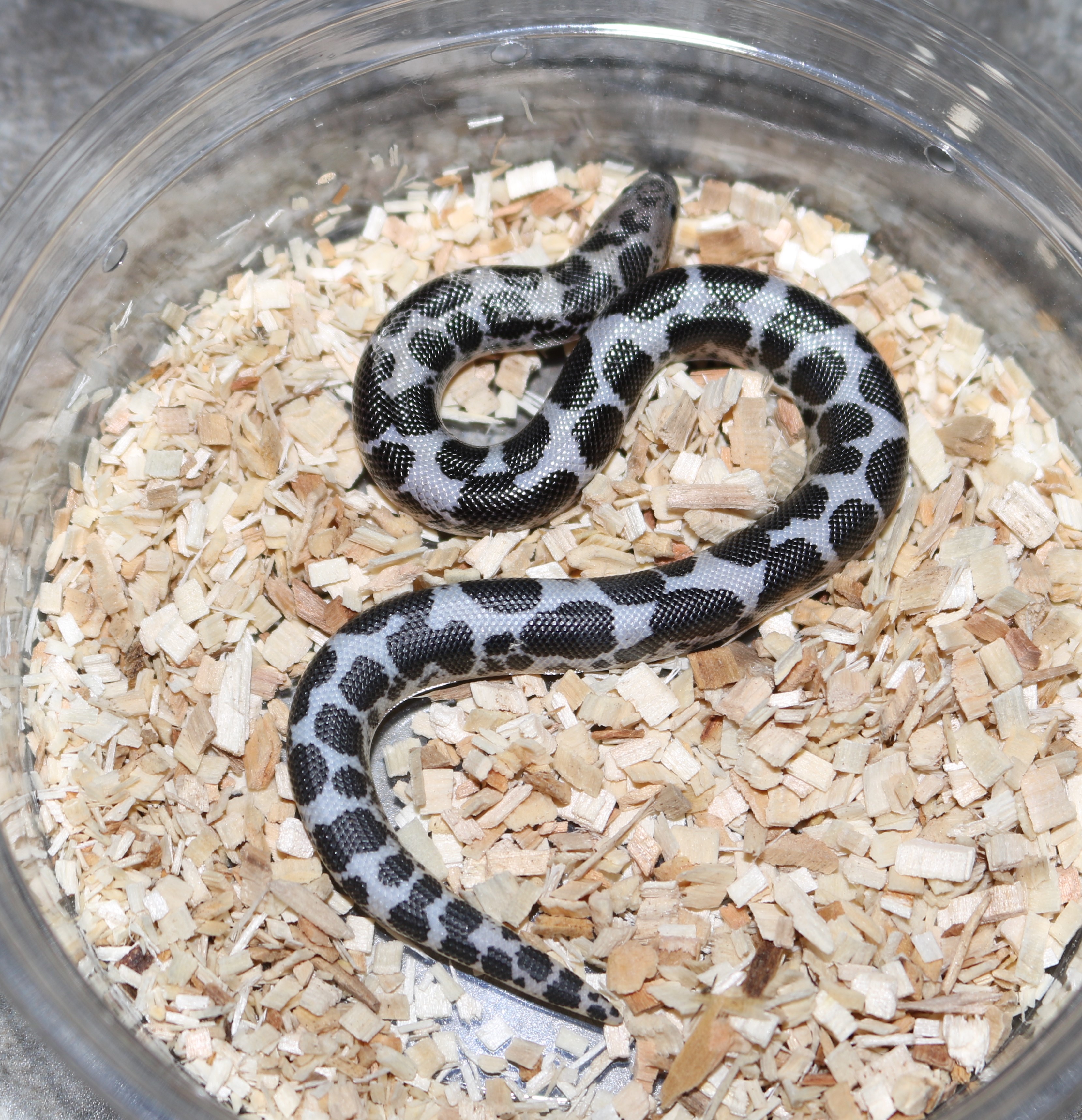 Anery Sand Boa by Wards World Of Reptile Propagation