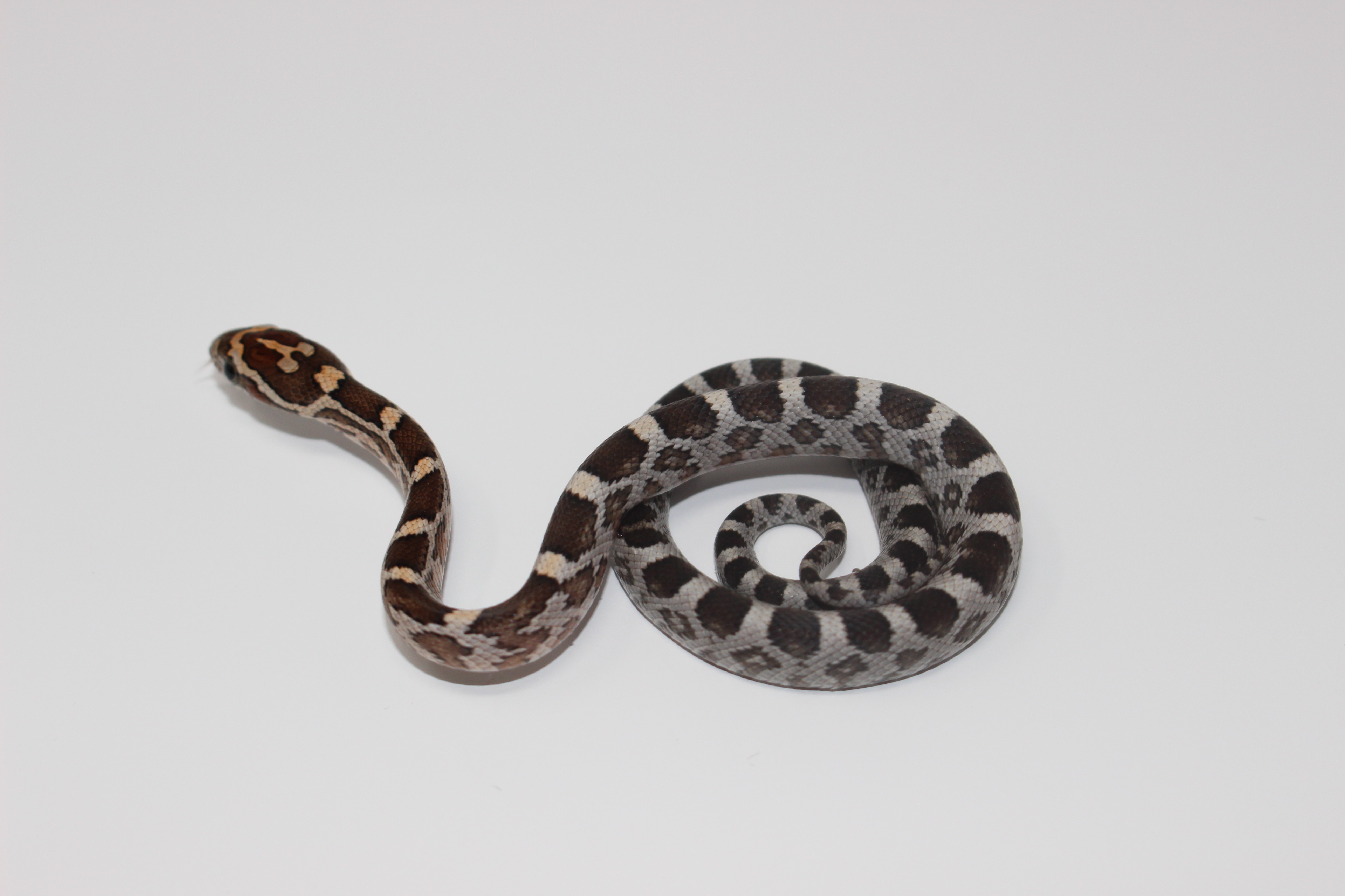 Kastanie Corn Snake by Imperial Reptiles & Exotics, LLC