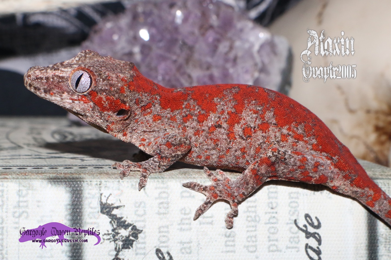 "Ataxin" Red Skeleton Ultra Blotch Gargoyle Gecko by Gargoyle Queen Reptiles