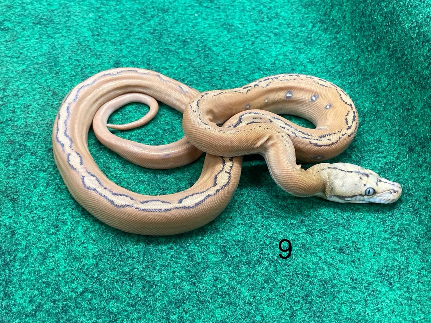 Caramel Golden Child Sunfire Reticulated Python by Grant Family Exotics