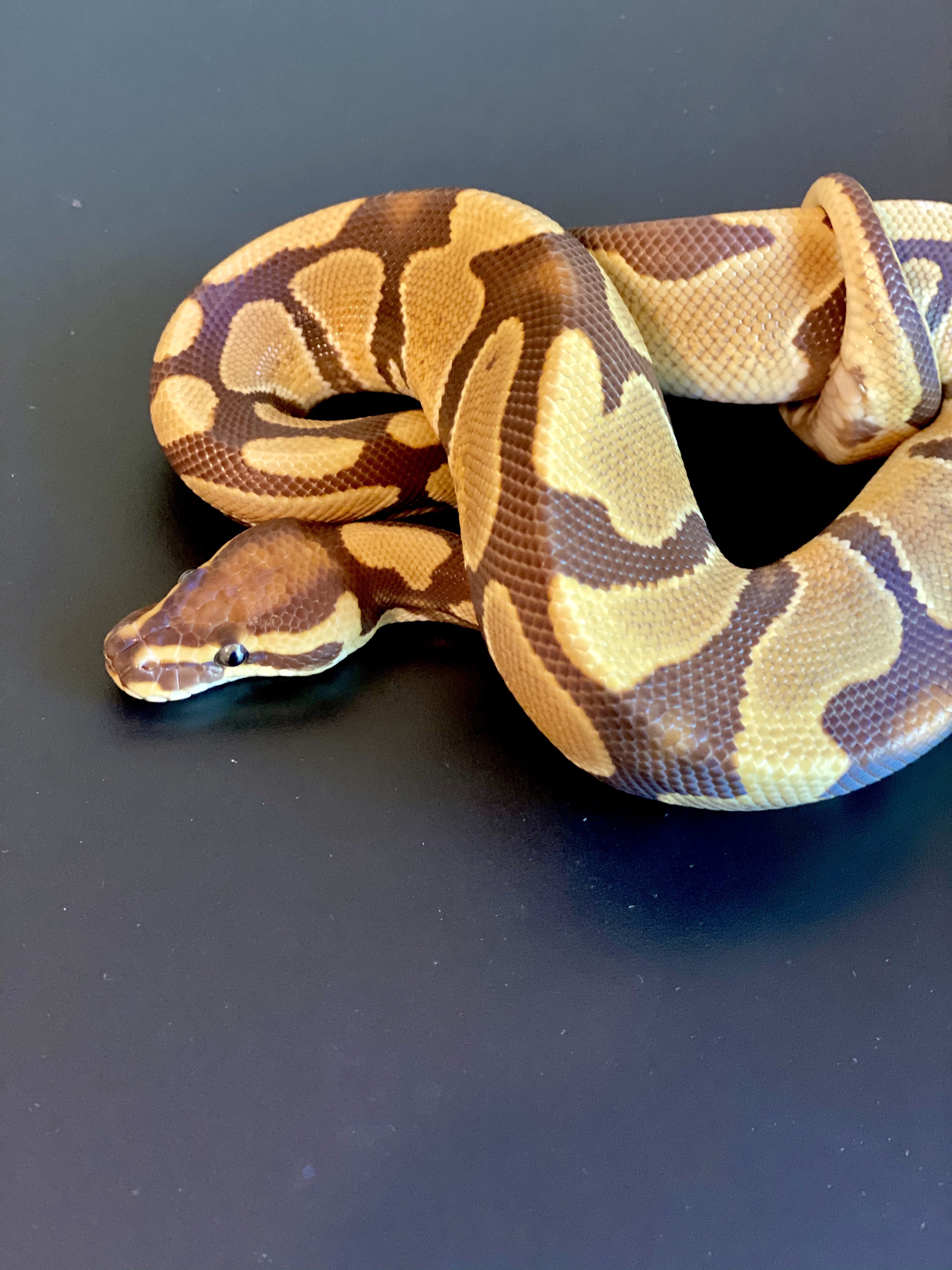 Monarch Ball Python by Exotic Reptiles R’Us
