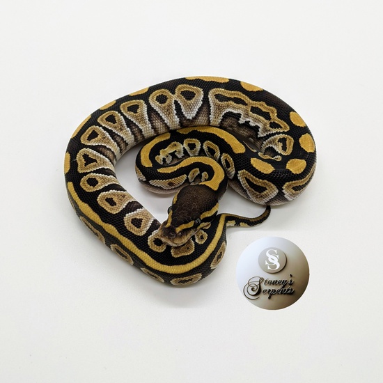 Mojave Ball Python by Stoney's Serpents