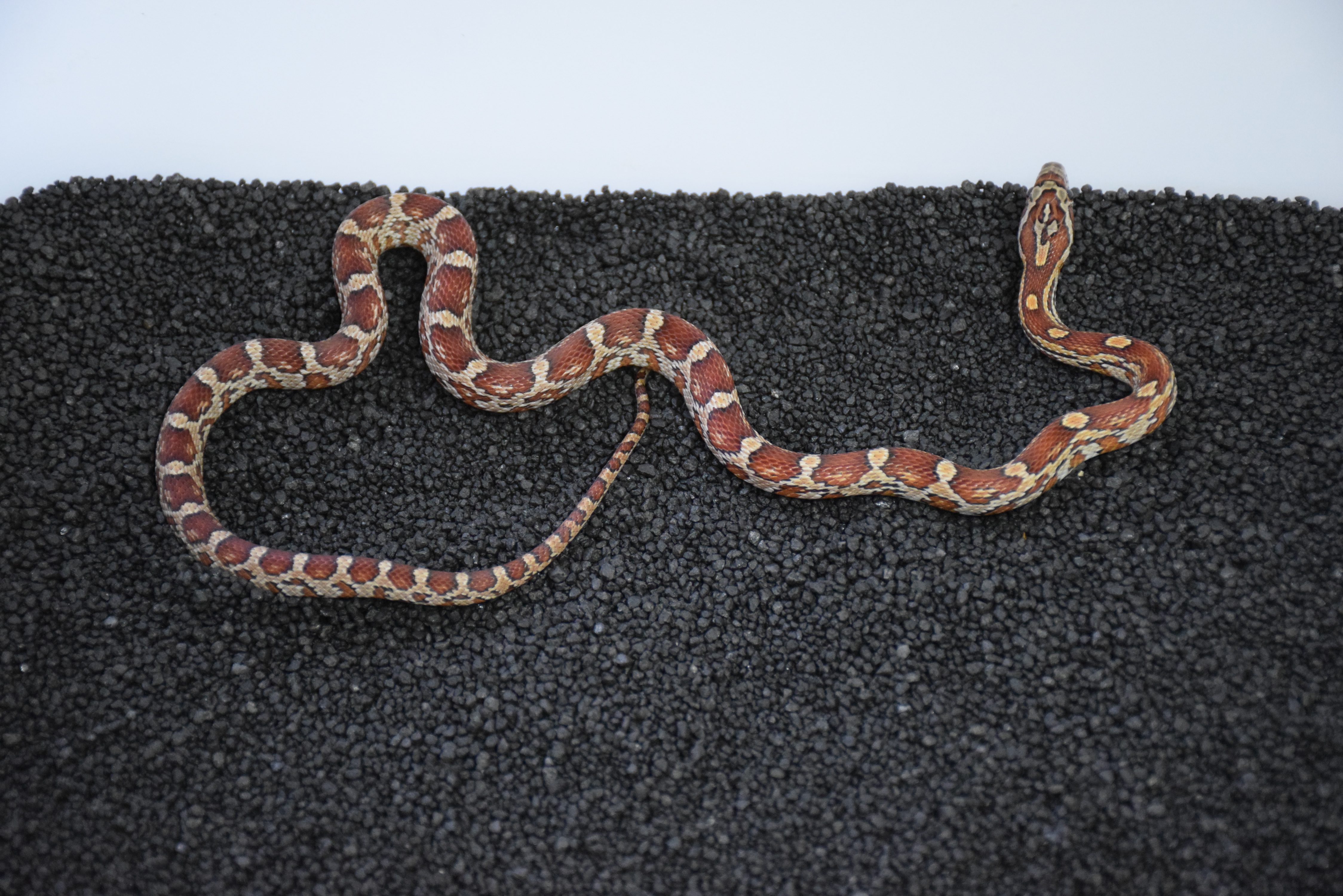 Masque Corn Snake by Cold-Blooded farm