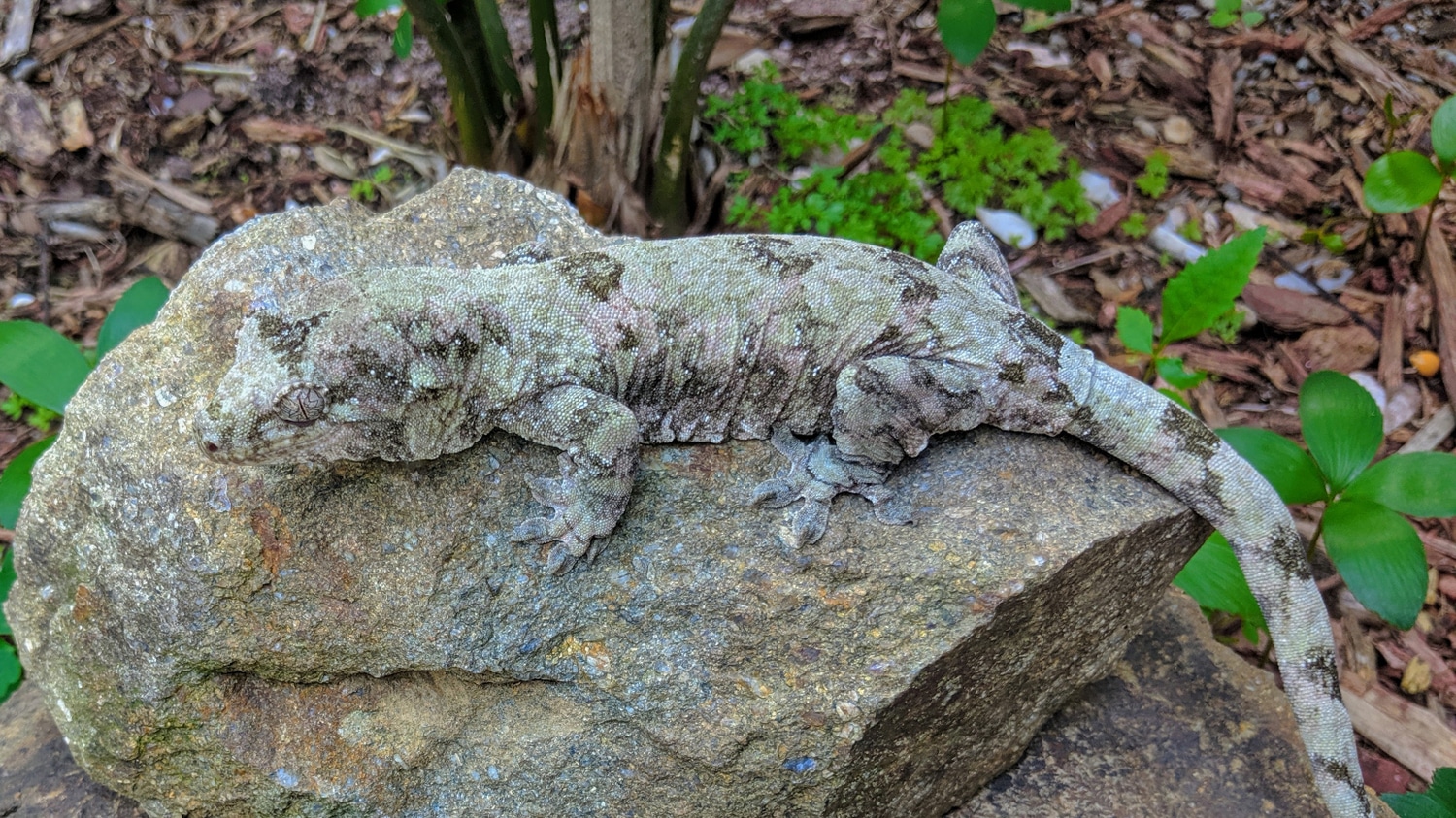 PI Chahoua Gecko by FireHouse Geckos LLC