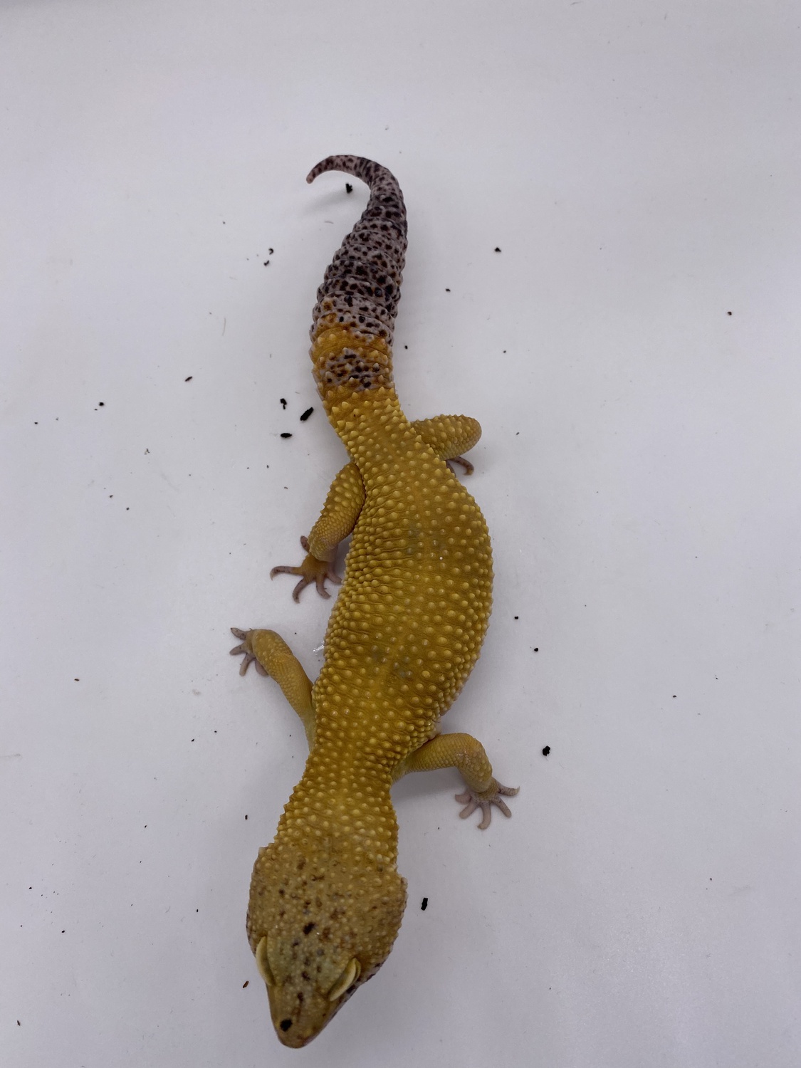 Giant High Yellow Carrot Tail Leopard Gecko by Zen Reptile Co.