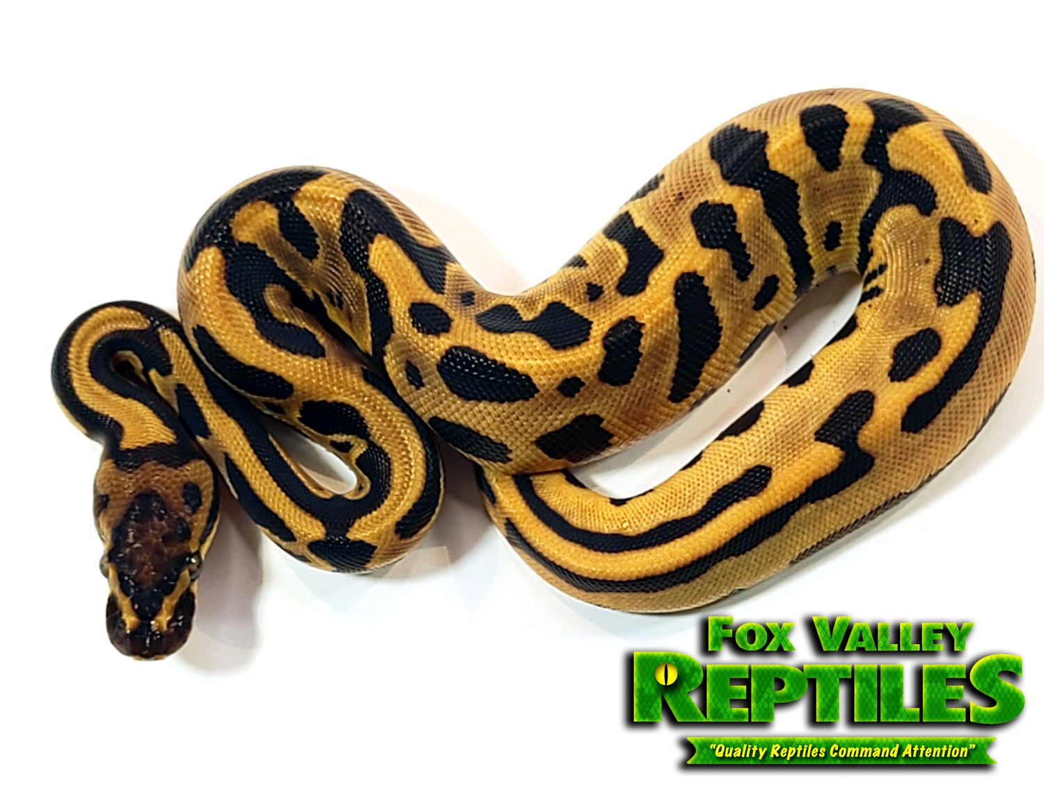 Kalabash Fire Leopard 100% Het Clown Ball Python by Fox Valley Reptiles