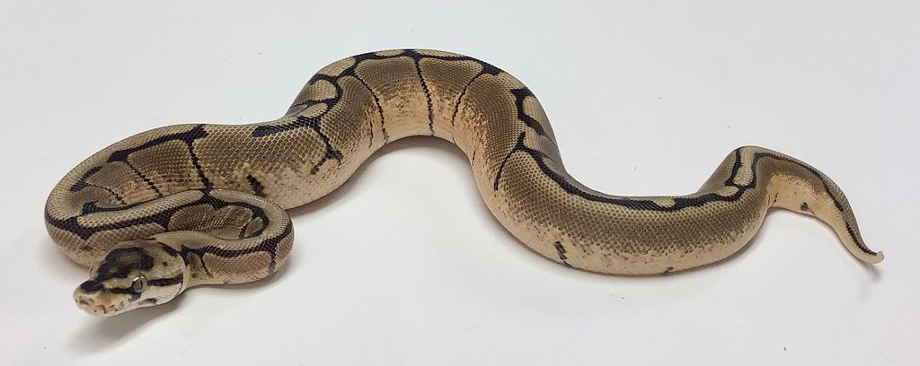 Spider Ball Python by BHB Reptiles
