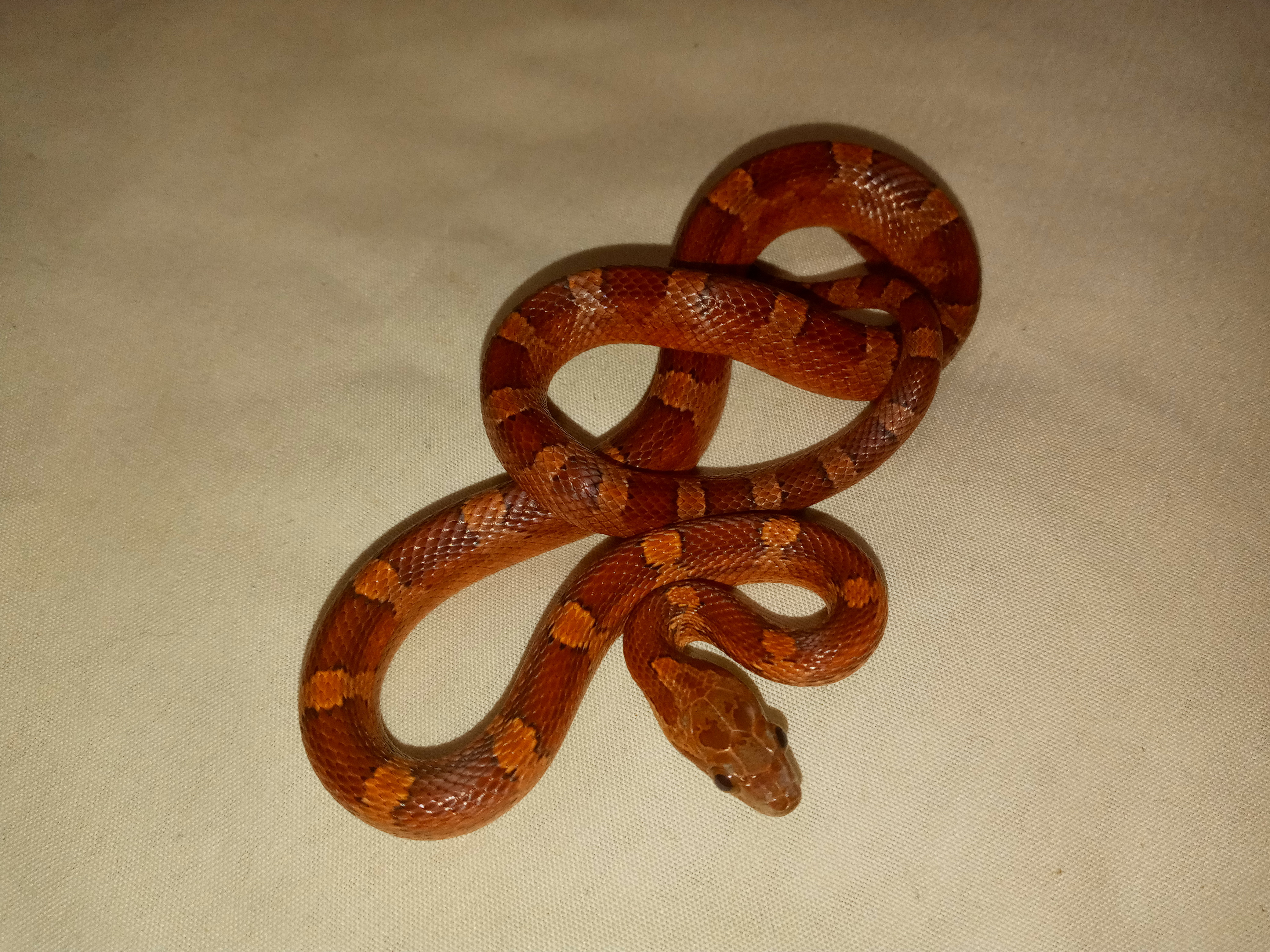 Bloodred Diffused Corn Snake by D&J Snake House
