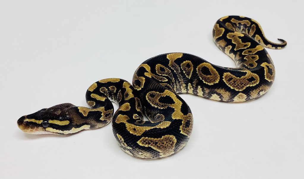 Yellow Belly Ball Python by BHB Reptiles