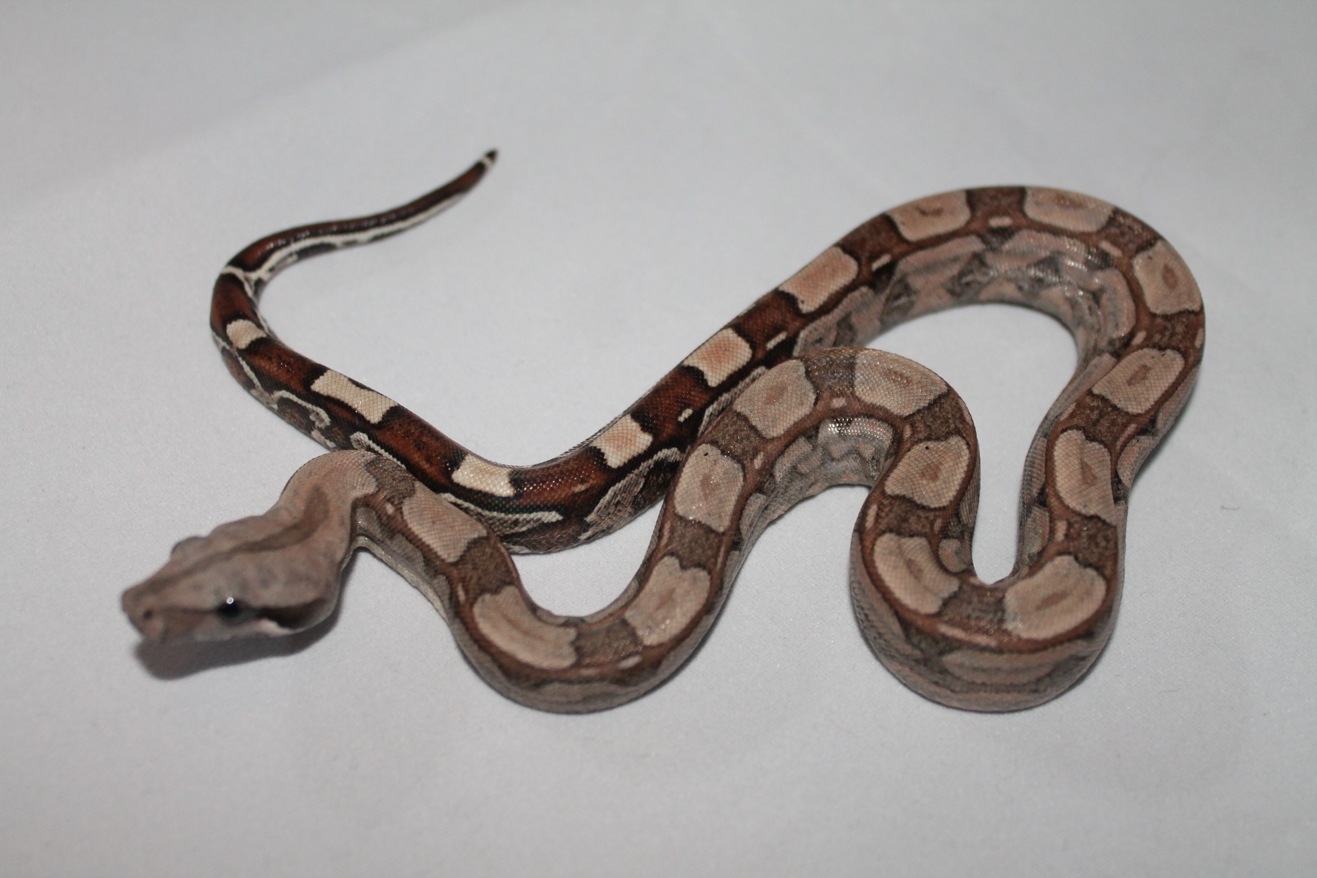 Key West Boa Constrictor by 1st Choice Boas