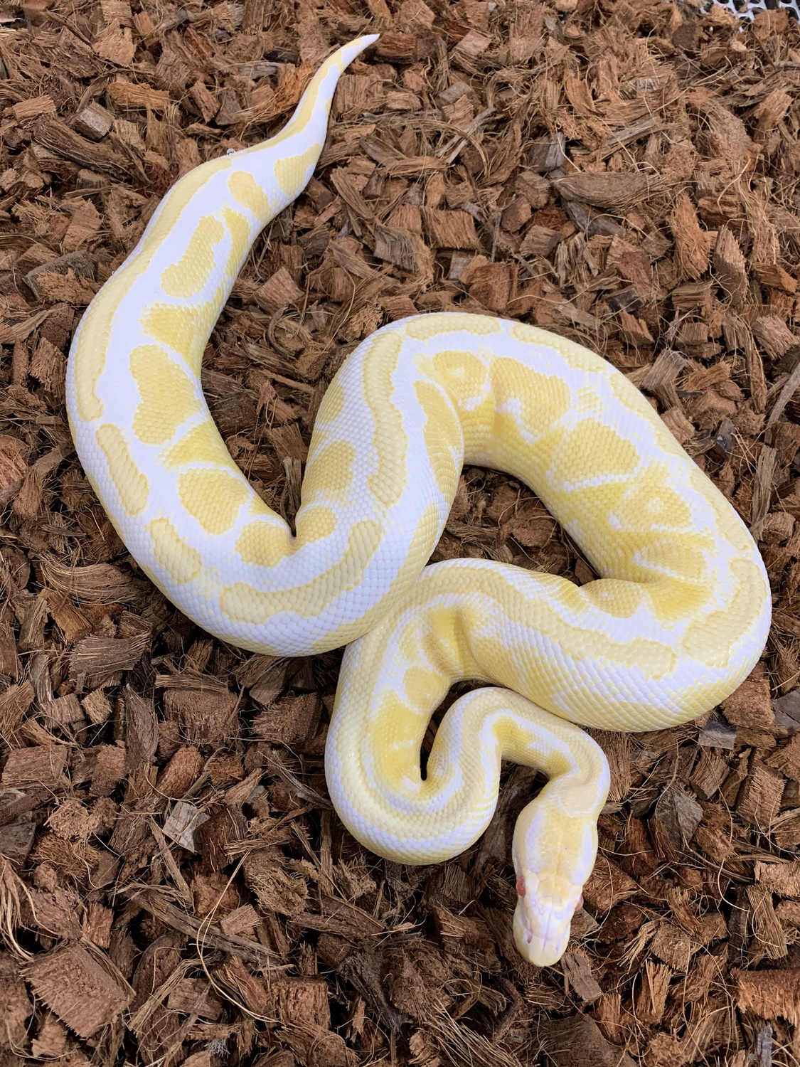 Albino Paint Ball Python by Freedom Breeder