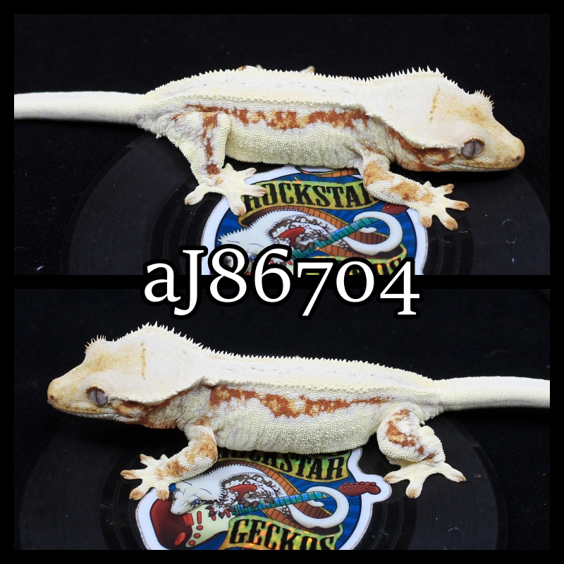 High Expression Lilly White Crested Gecko by Rockstar Geckos