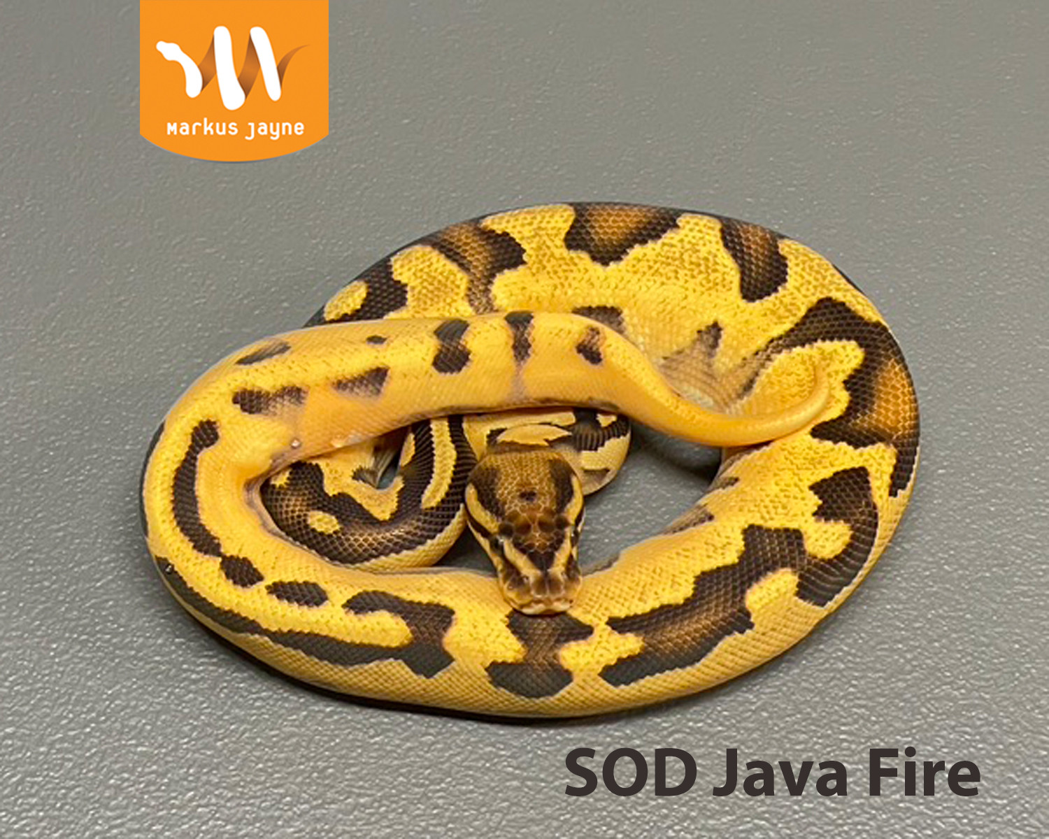SOD Java Fire By Markus Jayne Ball Pythons