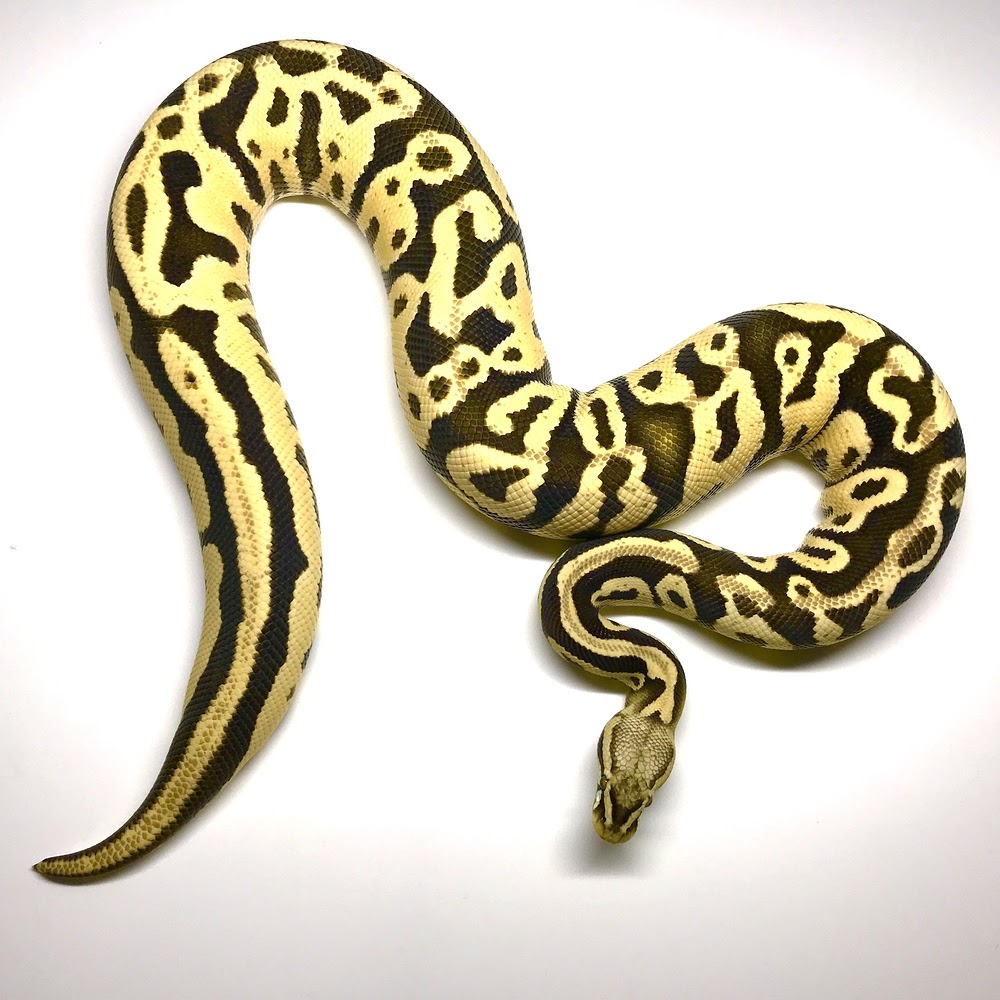 Pastel Leopard Desert Ghost By Regal Pythons