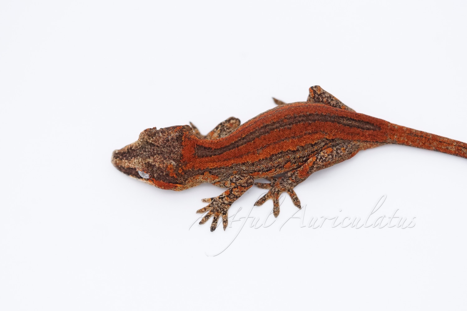 Red Stripe Gargoyle Gecko by Artful Auriculatus