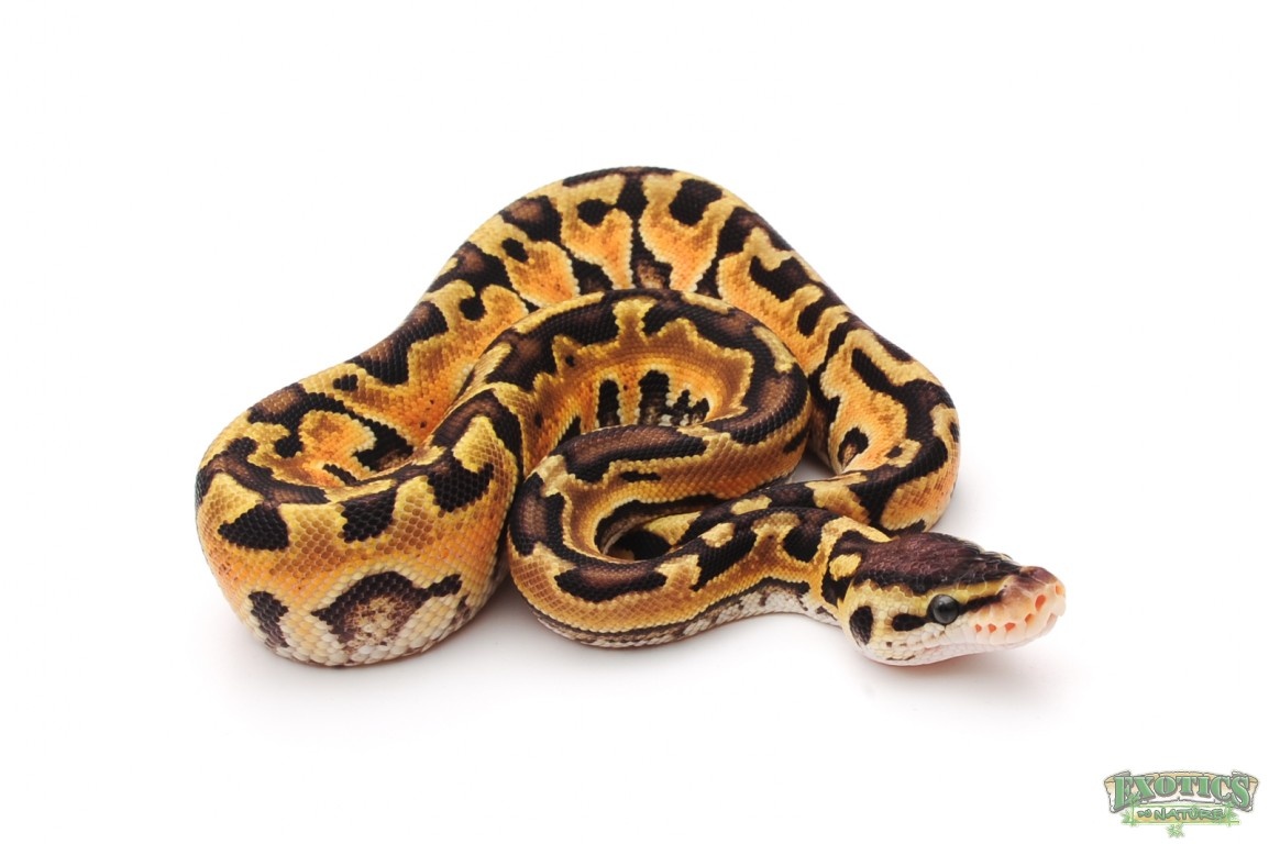 Pastel Enchi Puzzle Ball Python by Exotics by Nature Co.