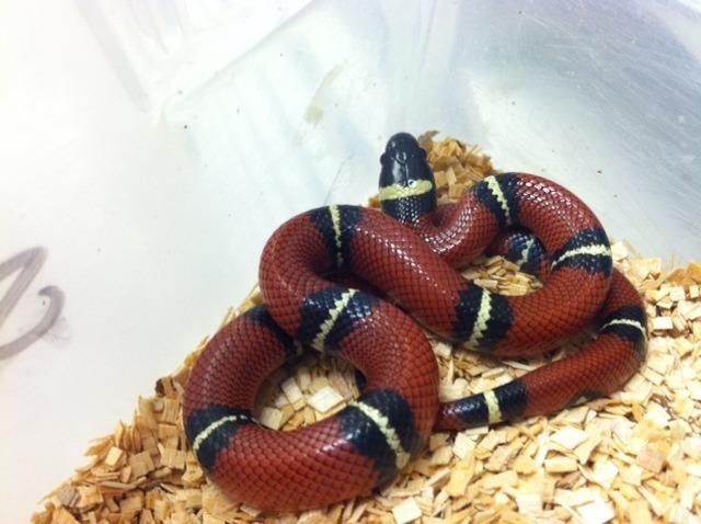 Normal Nelsons Milk Snake by BHB Reptiles