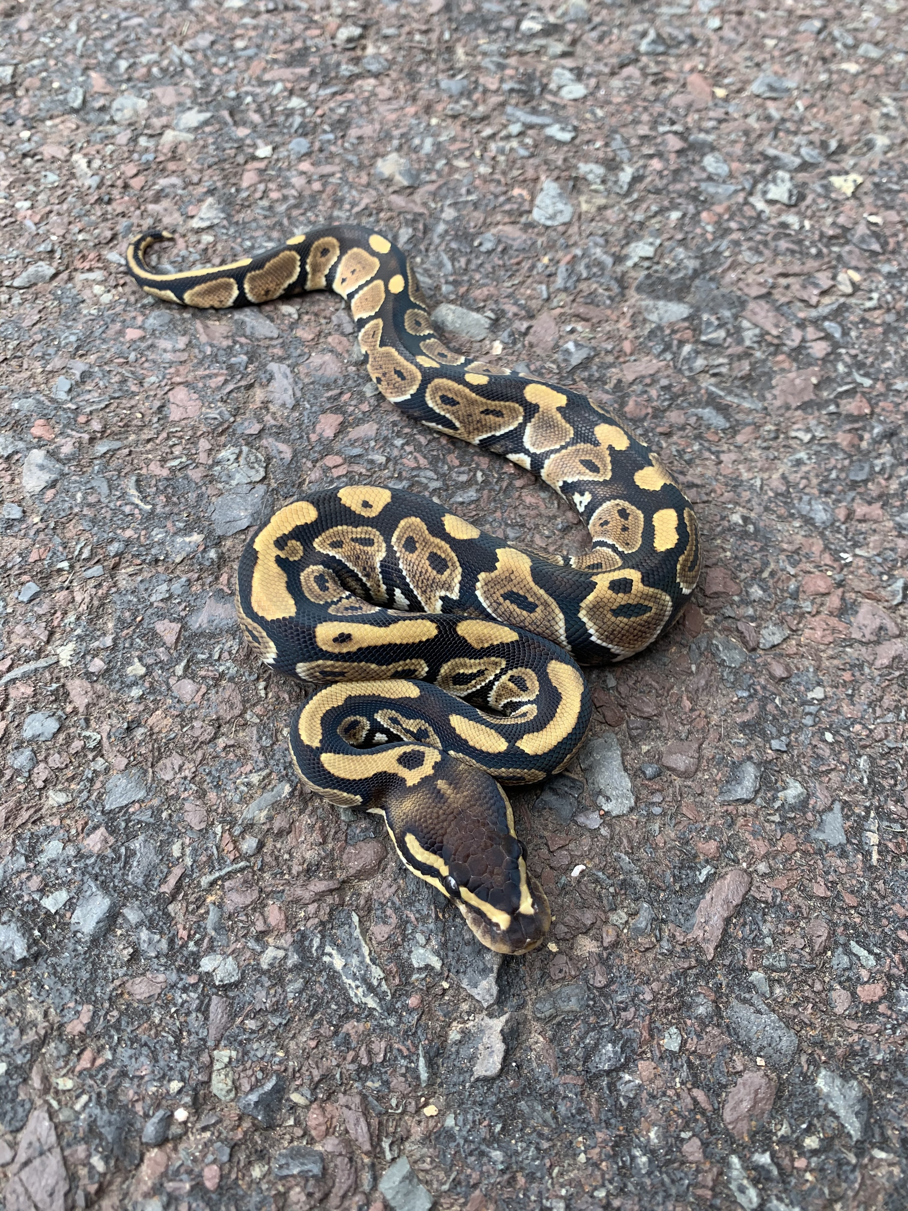 Astro Ball Python by The Seventh Serpent