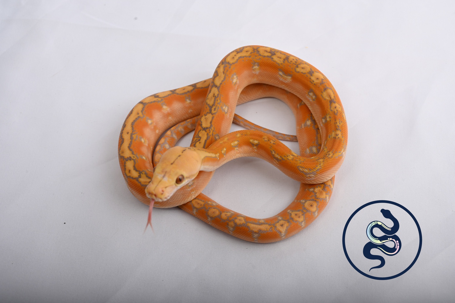 Albino Orange Ghost Stripe Reticulated Python by Serpentology