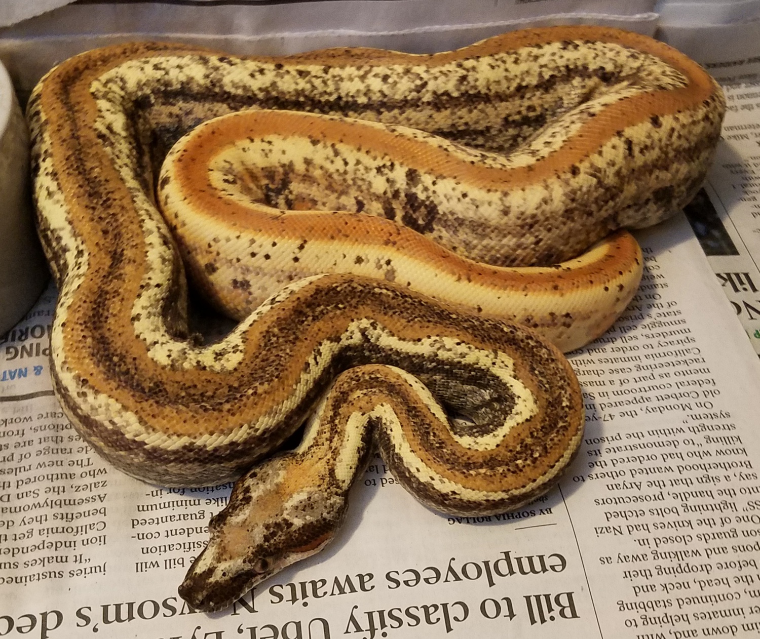 IMG VPI Sunglow Jungle Motley Female Boa Constrictor by SKR
