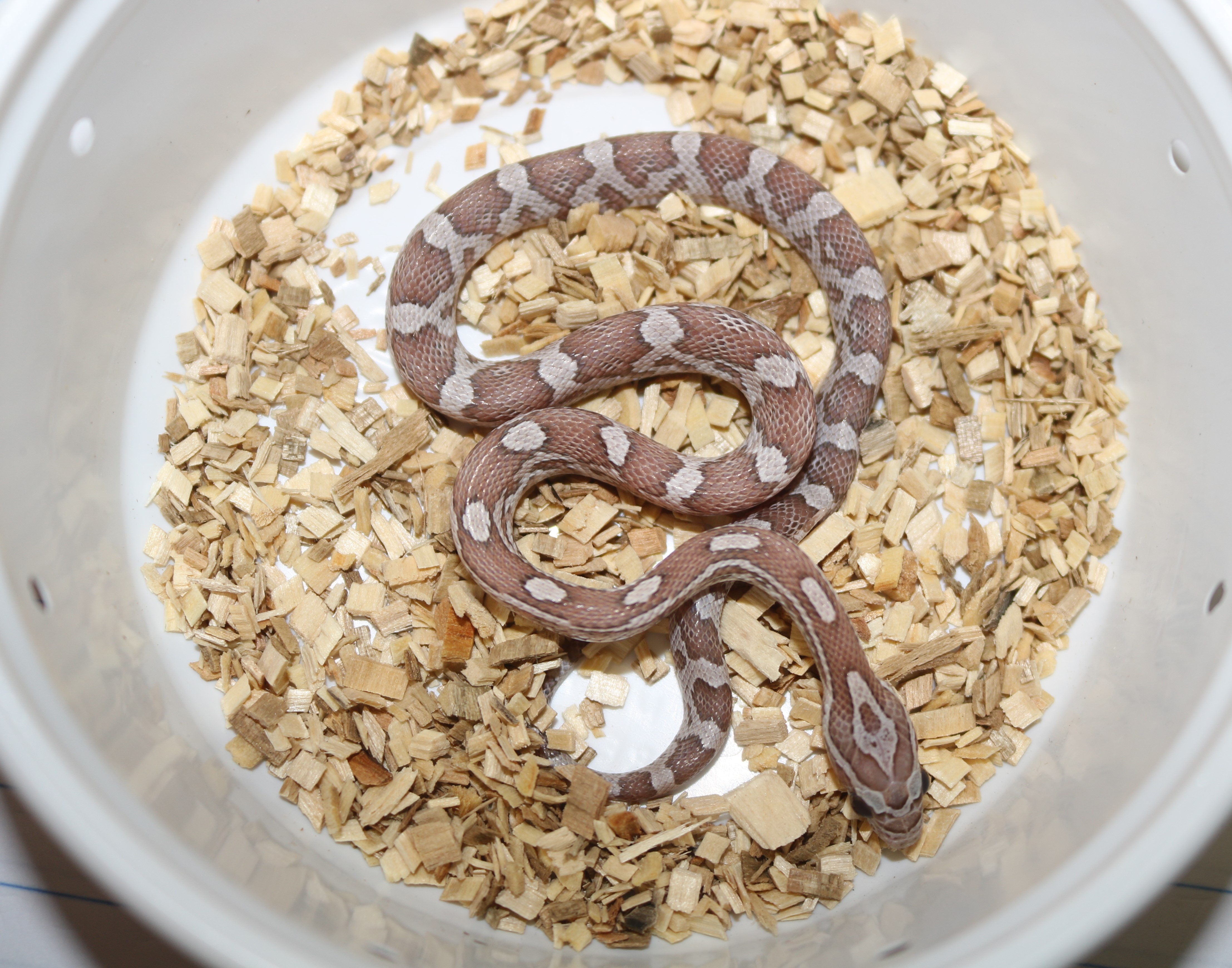 Lavender Corn Snake by Wards World Of Reptile Propagation
