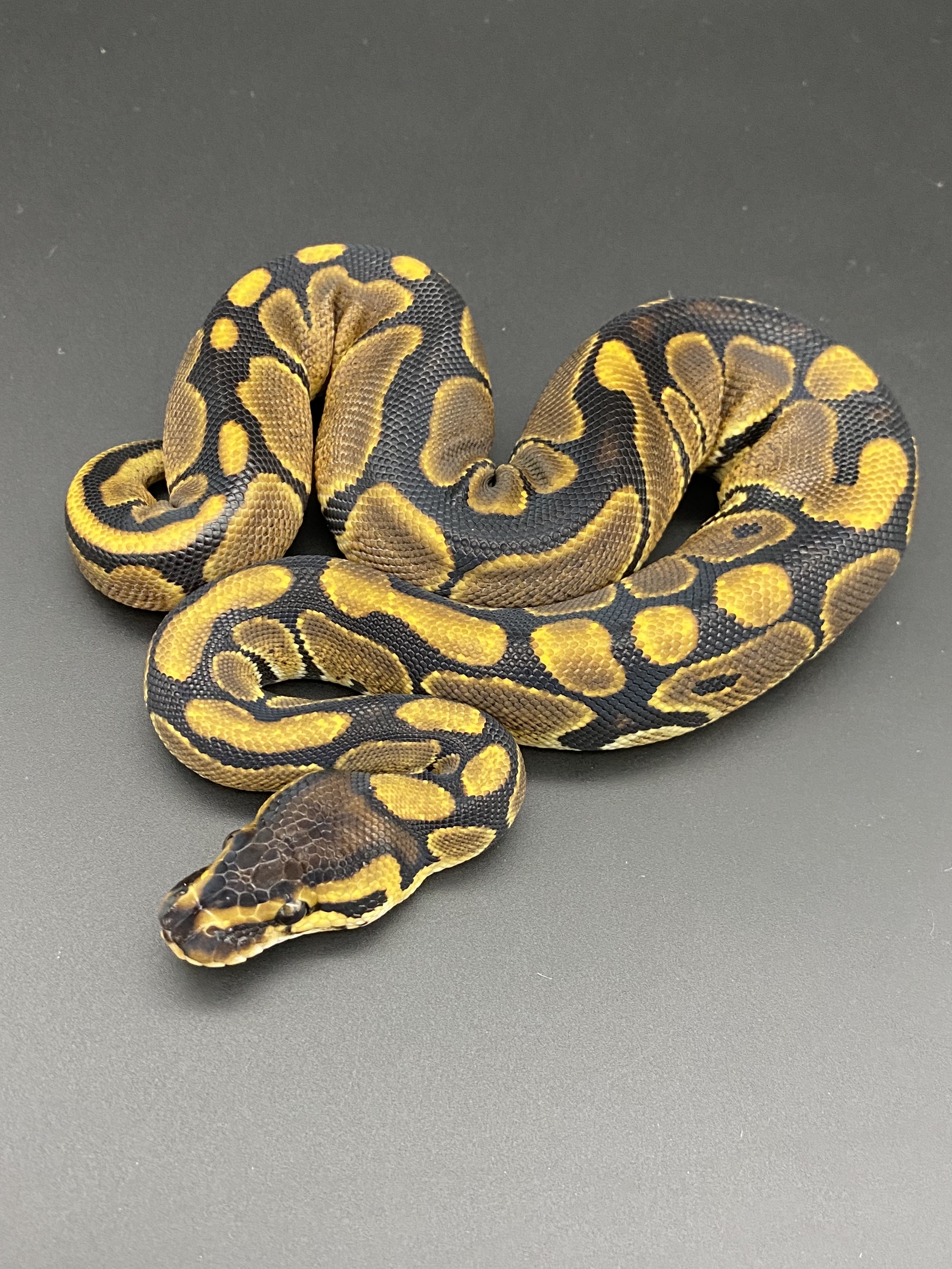 Genetic Black Back Ball Python by Drs Reptiles
