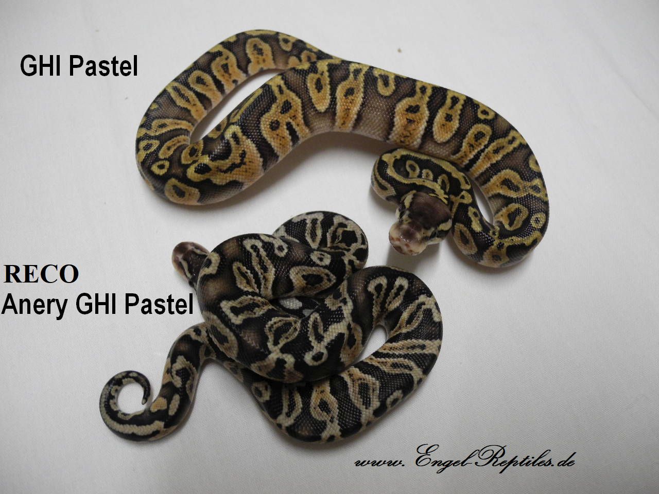 RECO Anery GHI Pastel by Engel Reptiles