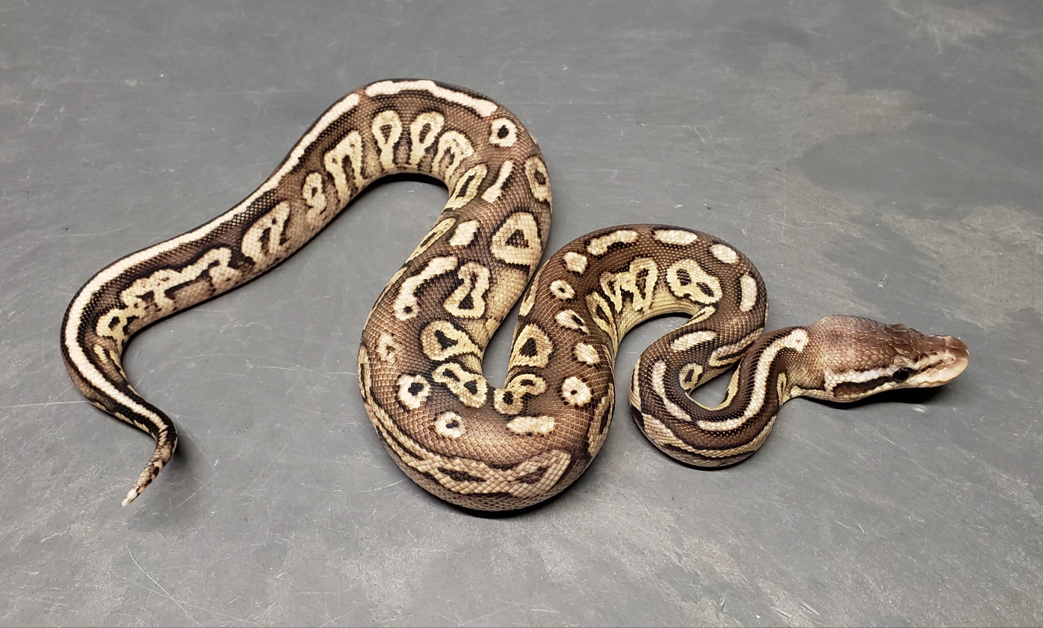 Arroyo Pewter Ball Python by Ball-Mart