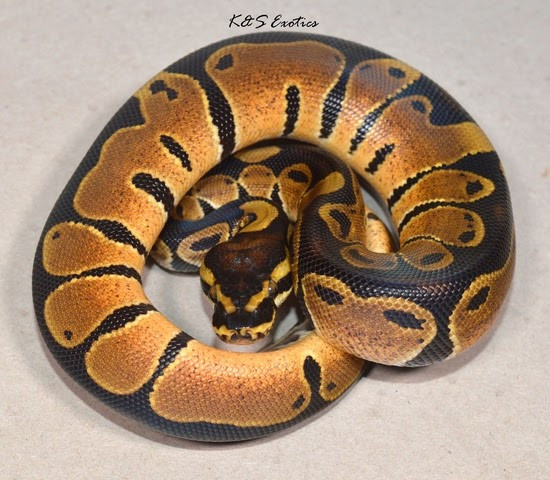 OD By K&S Exotics