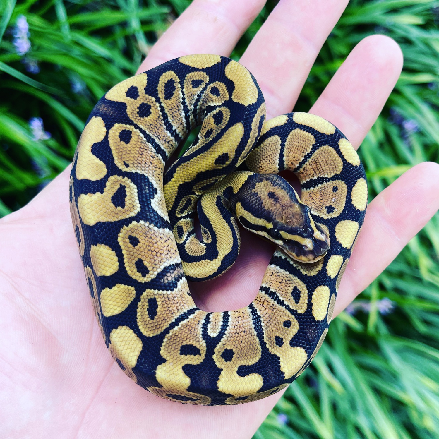 Vanilla Ball Python by Noah’s Ark Reptiles
