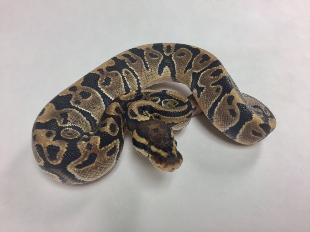 Vanilla Ball Python by BHB Reptiles