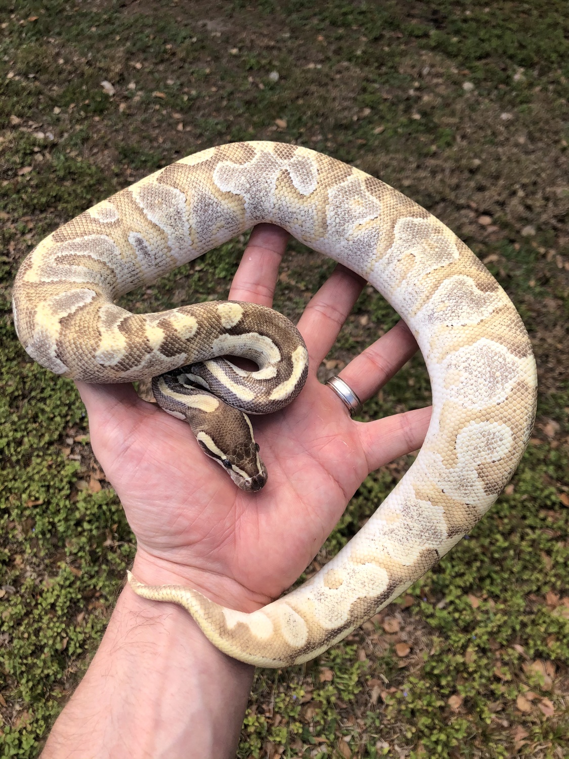 Super McKenzie Enchi Mojave Ball Python by The Florida Reptile Ranch