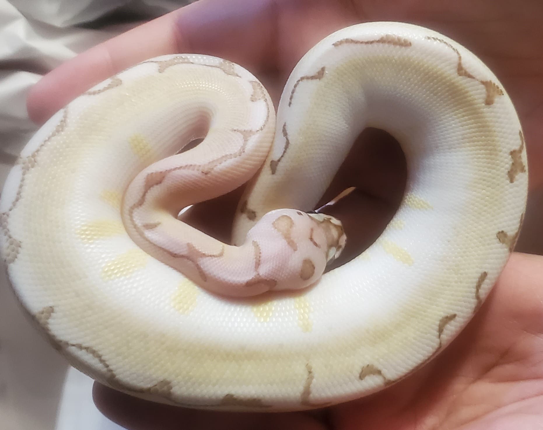 IR guns causing me to question temps - Ball Pythons - MorphMarket Reptile  Community