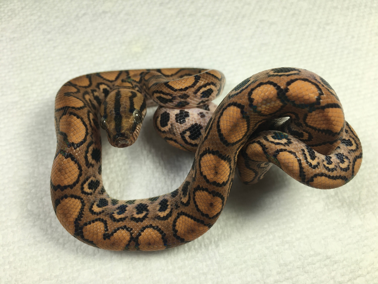 Male Double Het Pinstripe DB Hypo Brazilian Rainbow Boa by Reese Rainbows and Reptiles